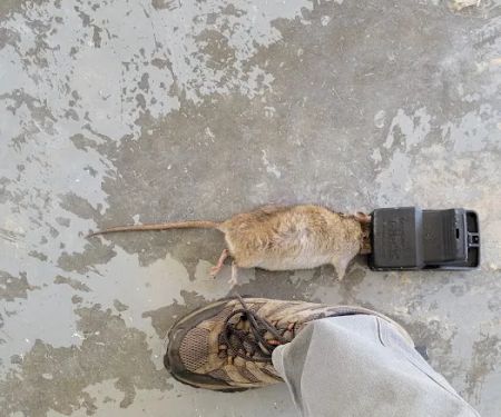Truly Nolen Pest & Termite Control - Winston Salem