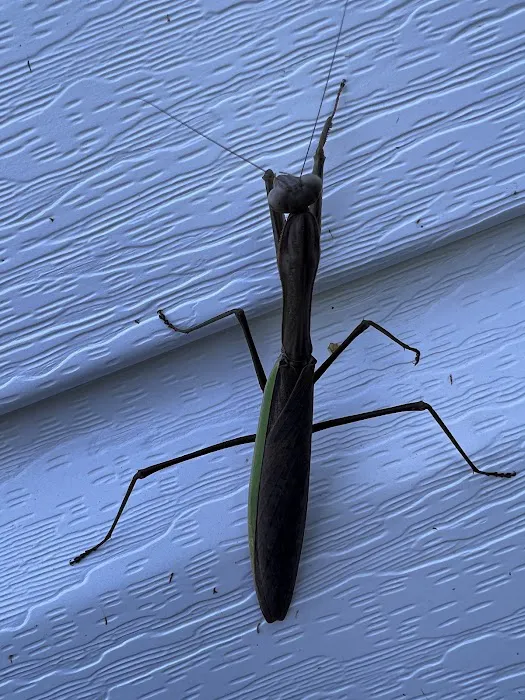 North Star Pest Solutions , Inc . Picture 1
