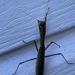North Star Pest Solutions , Inc .