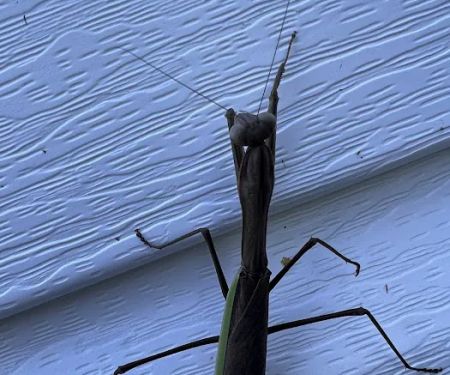North Star Pest Solutions , Inc .