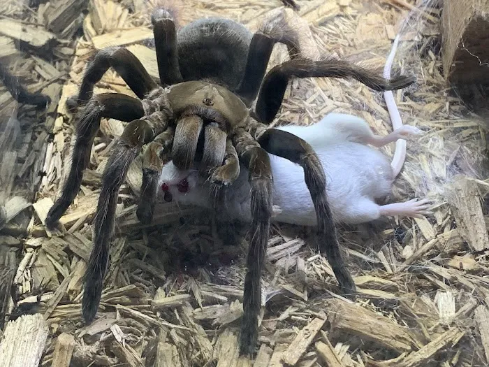 North Star Pest Solutions , Inc . Picture 3