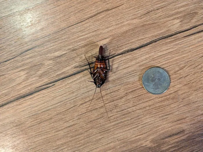 Hawx Pest Control Picture 3