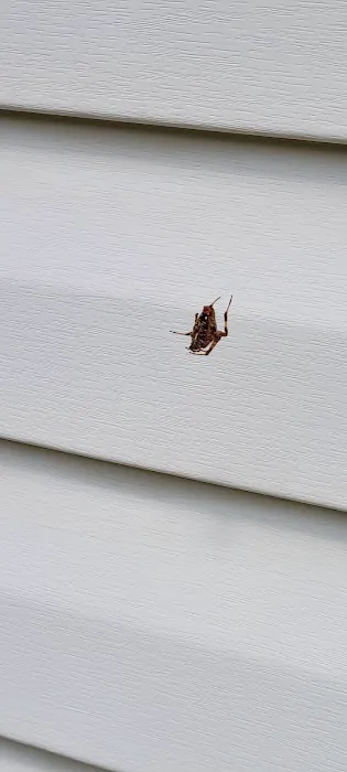 Hawx Pest Control Picture 4