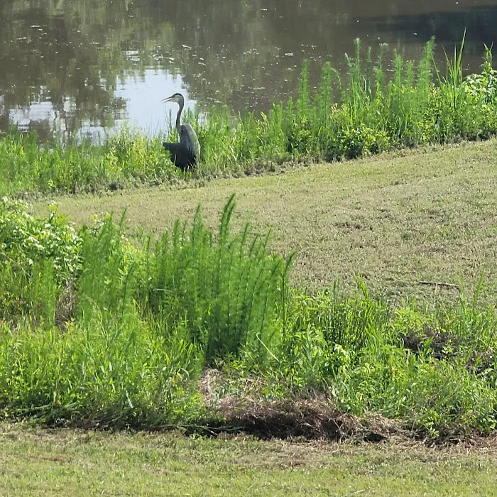 Orkin Picture 2