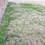 Rocket Pest Control