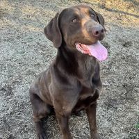Bedbug Dog Hunter ico