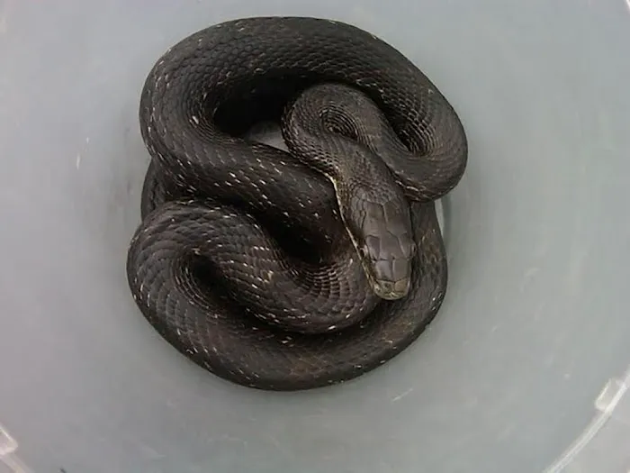 ASAP Wildlife Control and Removal - North Carolina Picture 6