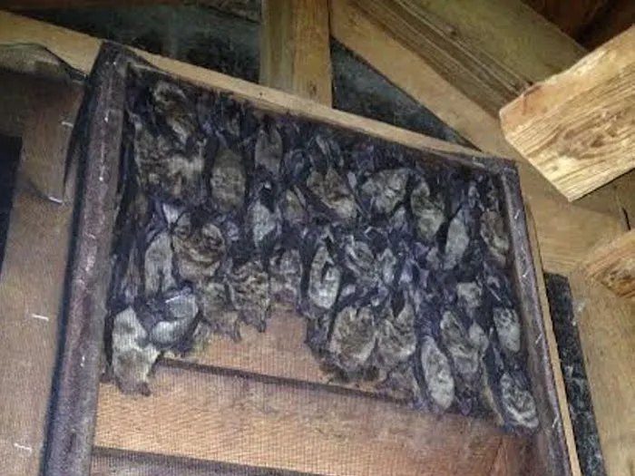 ASAP Wildlife Control and Removal - North Carolina Picture 5