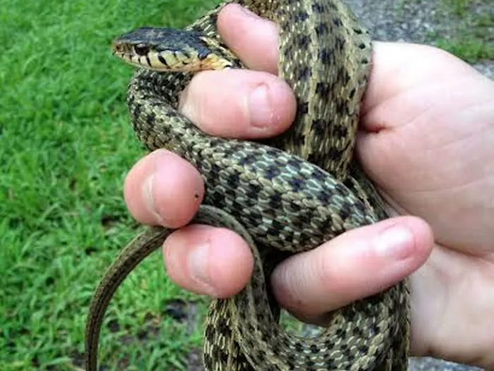 ASAP Wildlife Control and Removal - North Carolina Picture 1