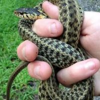 ASAP Wildlife Control and Removal - North Carolina ico