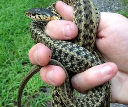ASAP Wildlife Control and Removal - North Carolina