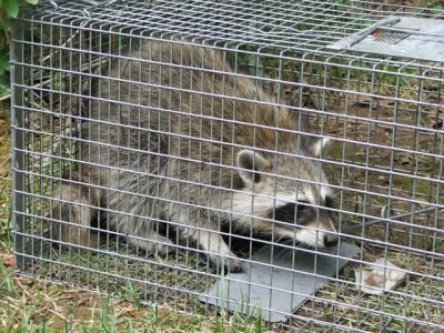ASAP Wildlife Control and Removal - North Carolina Picture 3