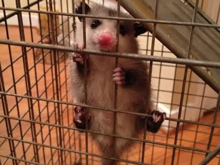ASAP Wildlife Control and Removal - North Carolina Picture 2