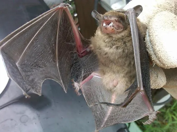 ASAP Wildlife Control and Removal - North Carolina Picture 7