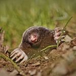 Solve Pest Pros