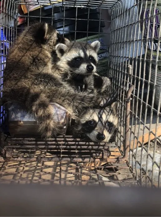 Trutech Wildlife Service Picture 4