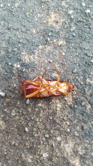Riddem Pest Control Picture 1