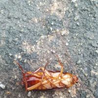 Riddem Pest Control ico