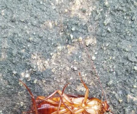 Riddem Pest Control