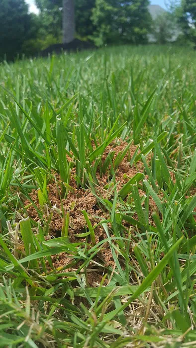 Riddem Pest Control Picture 5