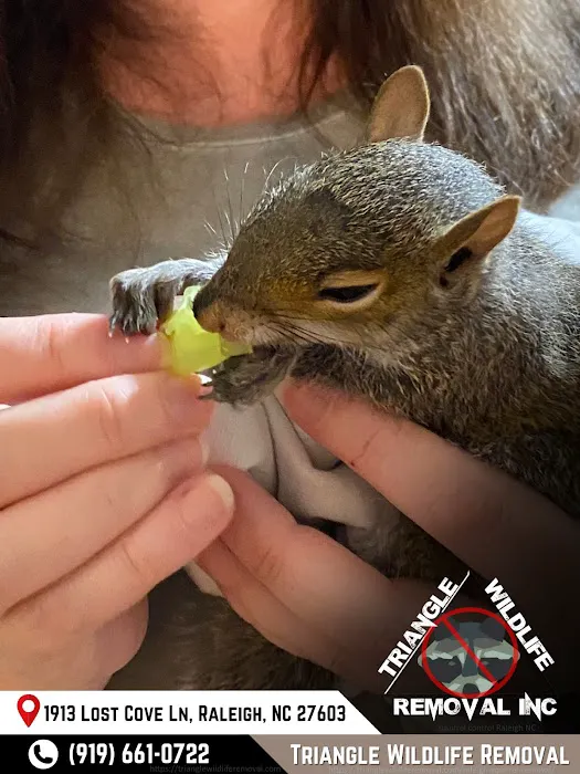 Triangle Wildlife Removal & Pest Control, Inc. Picture 7