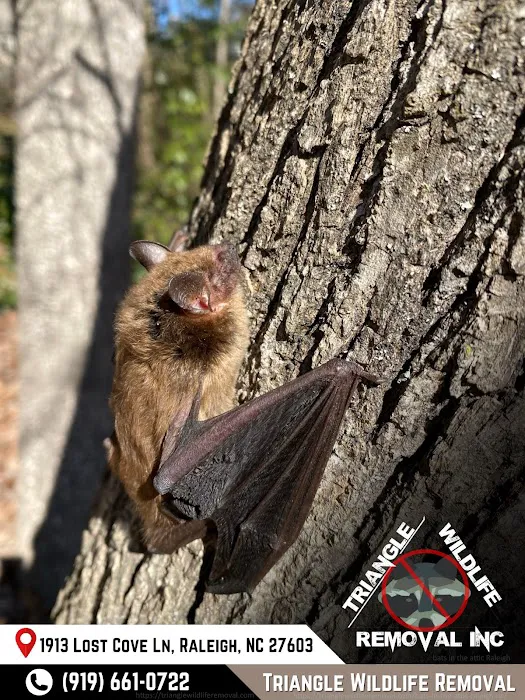 Triangle Wildlife Removal & Pest Control, Inc. Picture 9