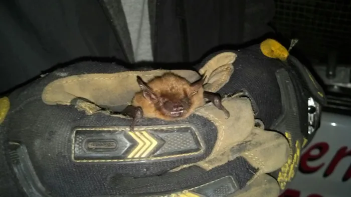 Triangle Wildlife Removal & Pest Control, Inc. Picture 1