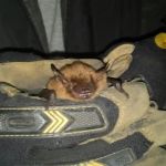 Triangle Wildlife Removal & Pest Control, Inc.