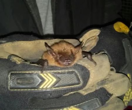Triangle Wildlife Removal & Pest Control, Inc.