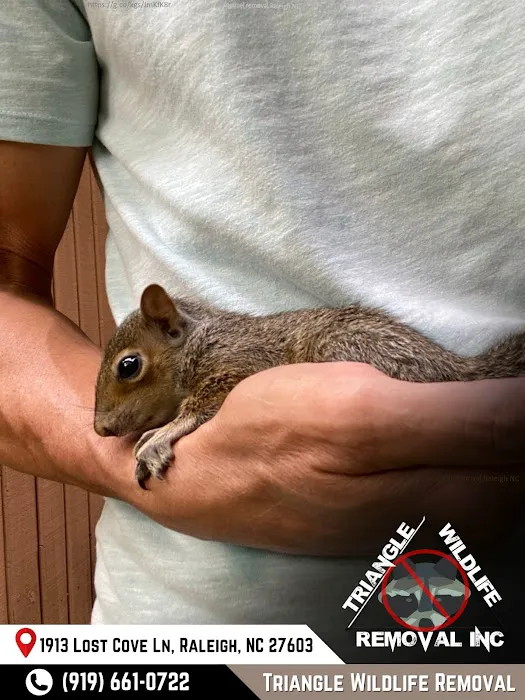 Triangle Wildlife Removal & Pest Control, Inc. Picture 4