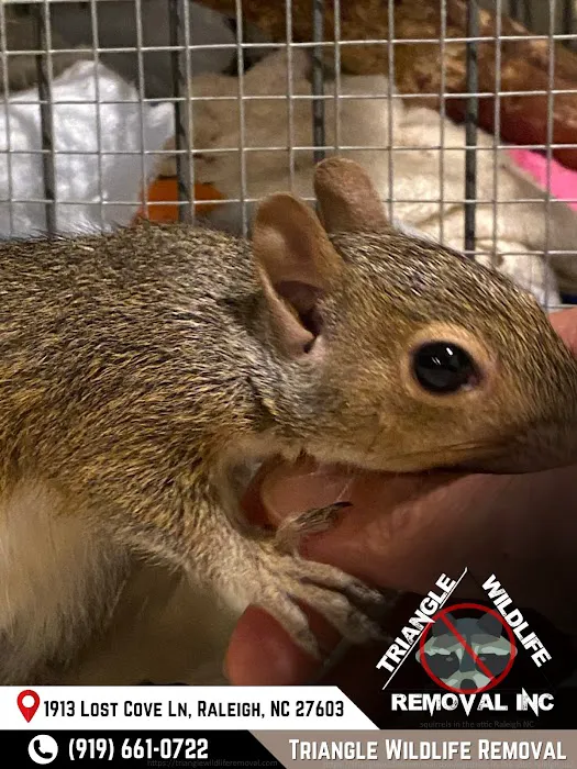 Triangle Wildlife Removal & Pest Control, Inc. Picture 10