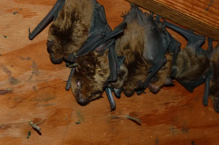 Triangle Wildlife Removal & Pest Control, Inc. Picture 6