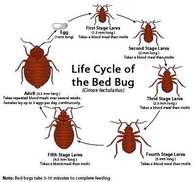 A1 Bed Bug Exterminator Picture 6