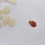A1 Bed Bug Exterminator