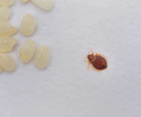 A1 Bed Bug Exterminator