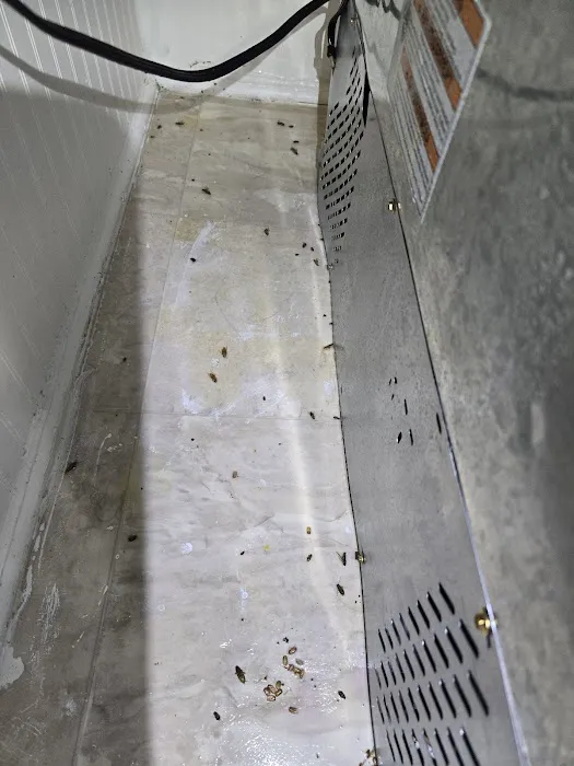 East Coast Pest Solution Picture 4