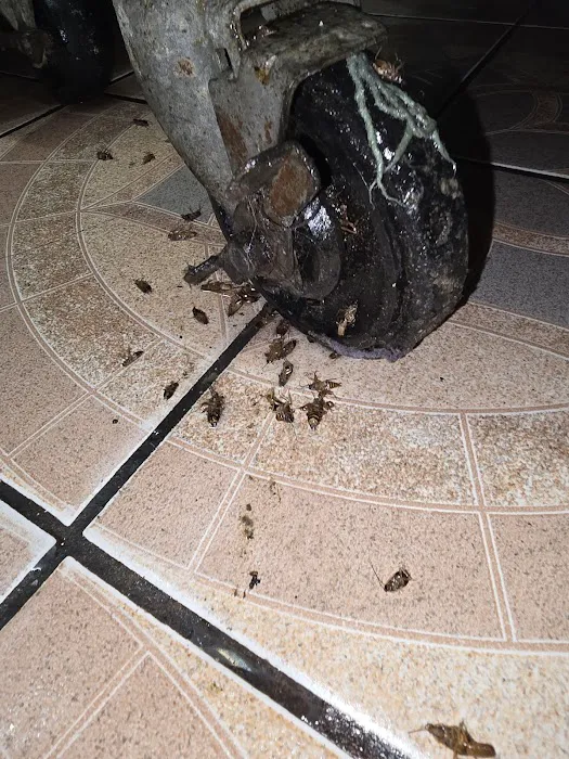 East Coast Pest Solution Picture 6