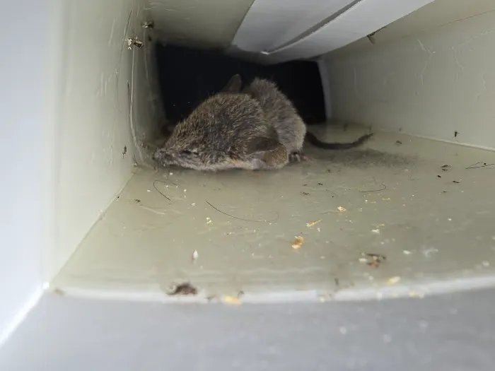 East Coast Pest Solution Picture 9