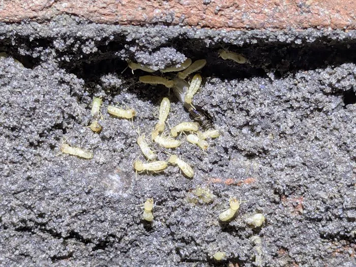 Baker Termite & Pest Solutions Picture 7