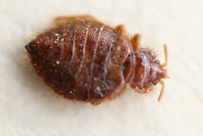 Pest & Termite Consultants Picture 4
