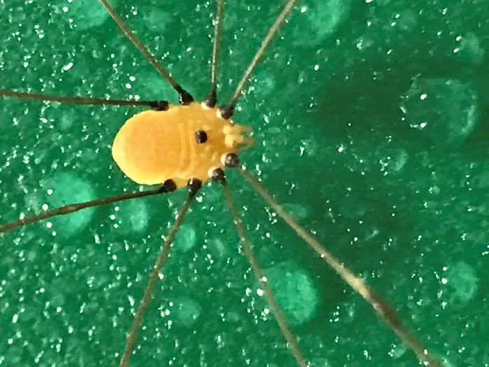Pest & Termite Consultants Picture 1
