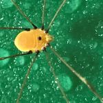 Pest & Termite Consultants