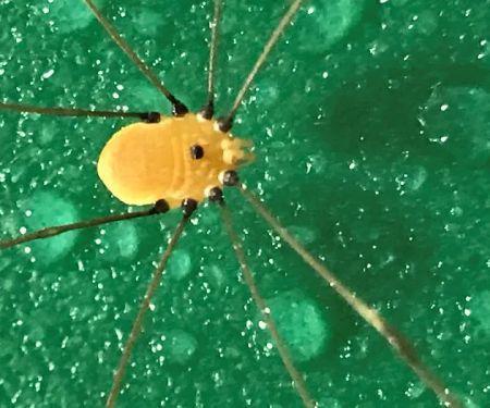 Pest & Termite Consultants
