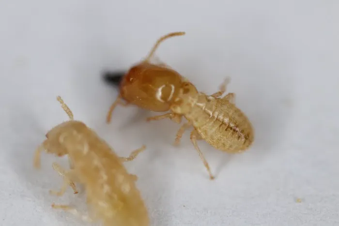 Pest & Termite Consultants Picture 7