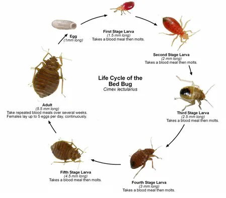 Buckeye Exterminating Picture 3