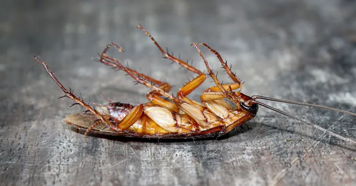 A-1 Able Pest Doctors Picture 2