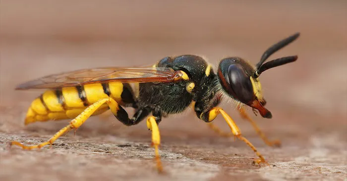 A-1 Able Pest Doctors Picture 4