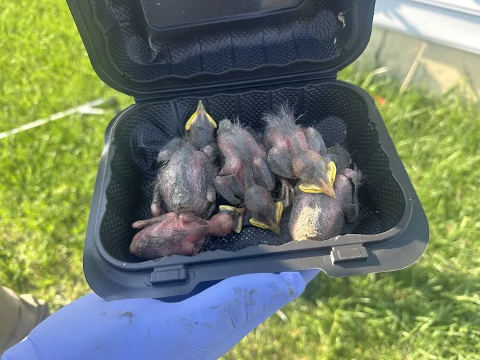 America's Wildlife & Pest Control Picture 10