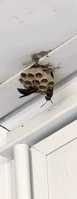 Tipp City Pest Solutions Picture 2