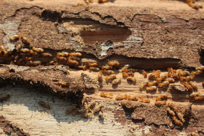Tipp City Pest Solutions Picture 3
